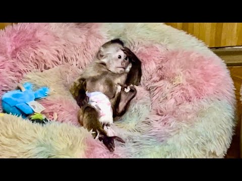 Видео: Когда мы увидели, как лежит Финик, то чуть НЕ ЛОПНУЛИ ОТ СМЕХА! Финик в позе «Мыслителя»!