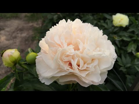 Видео: Первое деление, итоги, часть первая