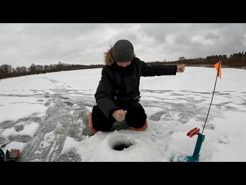 Видео: ЩУКИ НЕ ДАЮТ нам ЛОВИТЬ ПЛОТВУ!!! ЖЕРЛИЦЫ стреляют ОДНА за ОДНОЙ... Сын ОБНОВЛЯЕТ ТРОФЕЙ ЗА ТРОФЕЕМ!