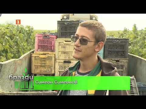 Видео: Гроздобер в био лозе, Бразди - 04.10.2025