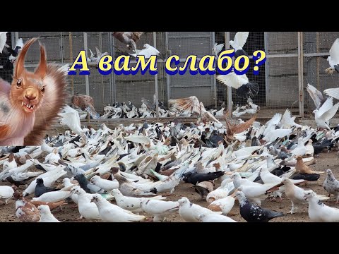 Видео: Любовь и голуби Петровича Love and the doves of Petrovich