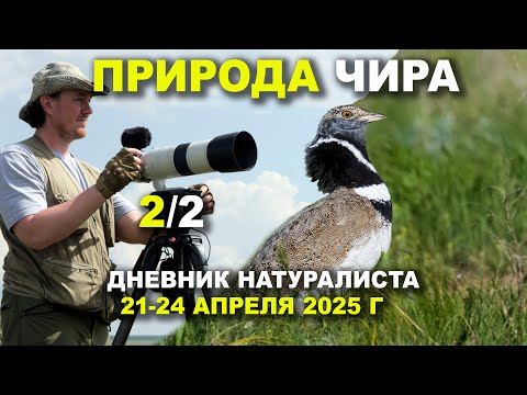 Видео: Птицы Чира. Часть 2 из 2. 21-24 апреля 2025 г.