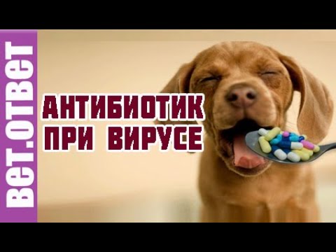 Видео: Зачем назначать антибиотики при вирусе у собак.