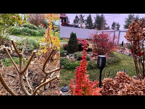 Видео: Цветник на  07.11.21🍁Обрезаю  и укореняю Гортензии ✂️🌱Обзор черенков Немезии и Алиссума🧑‍🌾🏠