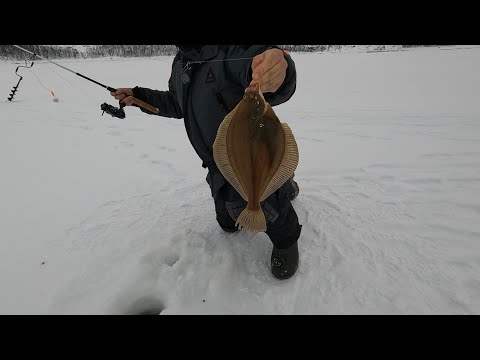 Видео: ЗИМНЯЯ МОРСКАЯ РЫБАЛКА СО ЛЬДА В БАРЕНЦЕВОМ МОРЕ / WINTER SEA FISHING