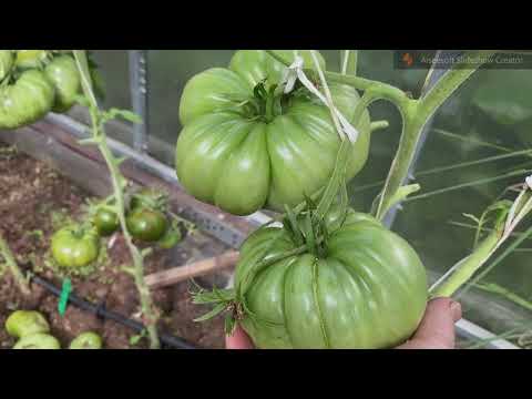 Видео: Новинки сортов томатов от Тома Вагнера,  Карен Оливер и Софии Сааковой.