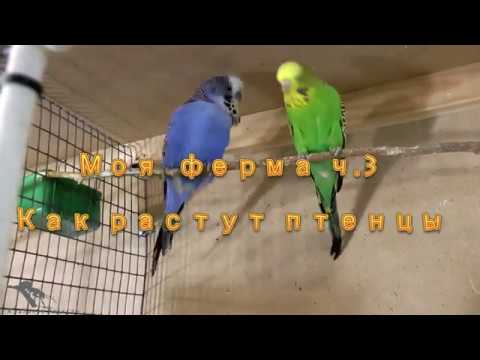Видео: Волнистые попугаи. Моя ферма ч.3 Рост птенцов