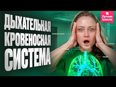 Видео: 7.1. Дыхательная и кровеносная системы | Летняя школа | ЕГЭ-2026 по биологии