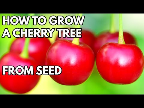 Видео: Как вырастить вишню из косточки — ПРОСТОЙ И ЛЕГКИЙ СПОСОБ
