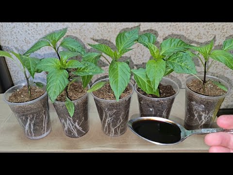 Видео: МАЛО КТО ЗНАЕТ ЧТО РАССАДА ПЕРЦА, таким способом растет крепкая, коренастая и здоровая