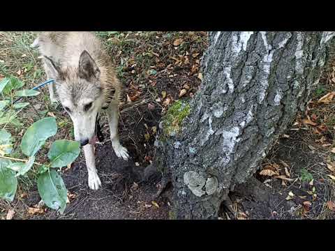Видео: В поисках жилых нор барсука.