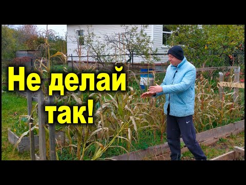 Видео: Остался без урожая кукурузы! Неужели активная мульча обман!?