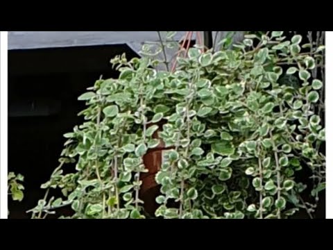 Видео: Плектрантус ампельный, уход и размножение.