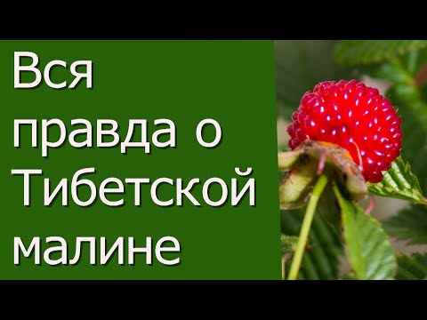 Видео: Вся правда о Тибетской малине.