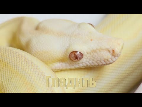 Видео: Как приручить змею ?