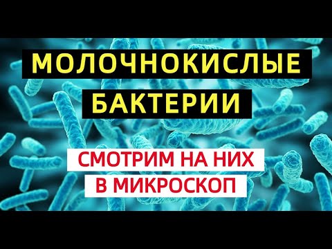 Видео: Молочнокислые бактерии в увеличении 1600 крат