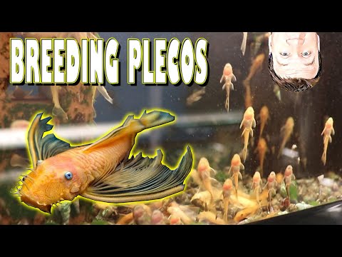 Видео: Как выращивать и разводить щетинистых плеко с помощью мастера-заводчика