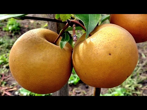Видео: Азіатські зимові сорти груші