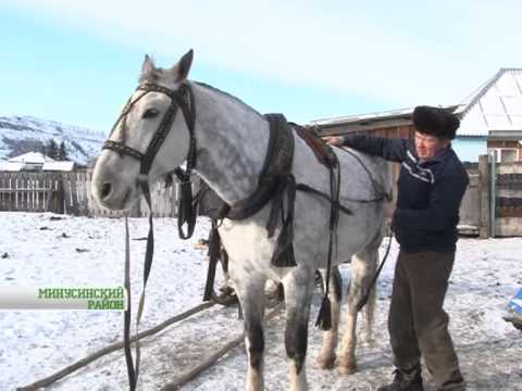 Видео: Минусинский шорник