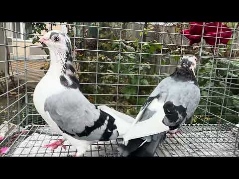 Видео: Галацкие роллеры сизорябые с чубами