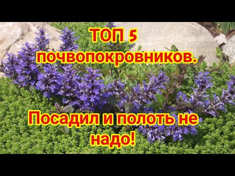 Видео: ТОП 5 великолепных почвопокровников Посадил и полоть не надо