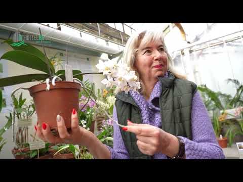 Видео: Какви са особеностите в отглеждането на орхидеите