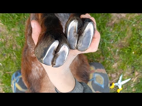 Видео: Как постричь копыта козам? Два способа