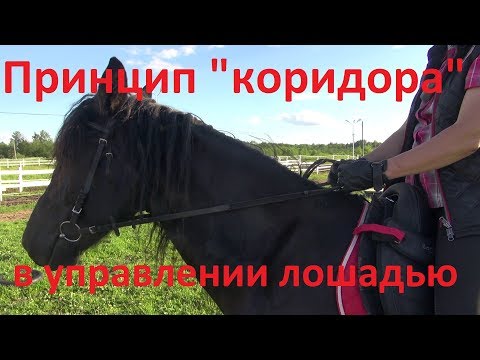 Видео: Как повернуть лошадь? "Принцип коридора".