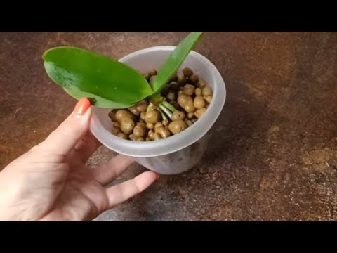 Видео: 23.06.23.Орхидея Катя😉отдали ...пересадка из коры в керамзит.