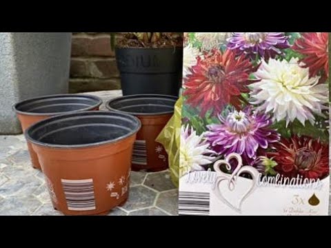 Видео: Быстрое размножение Георгин за один год!