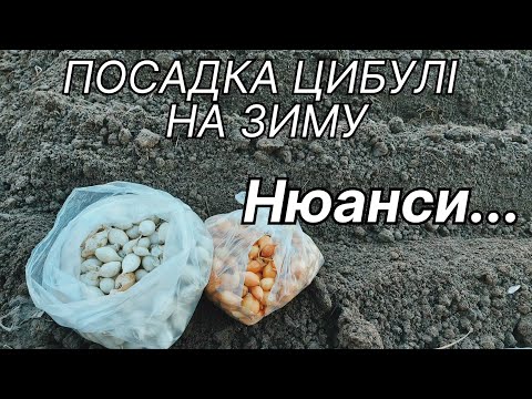 Видео: Посадка цибулі на зиму /Що треба знати?Вирощування цибулі на Поліссі