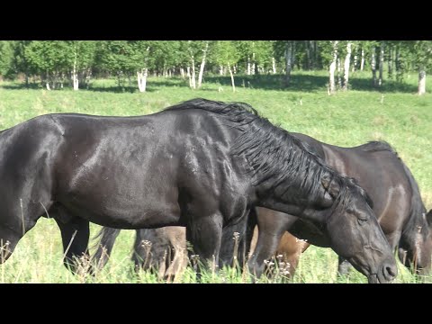 Видео: Строгий жеребец и послушные кобылы
