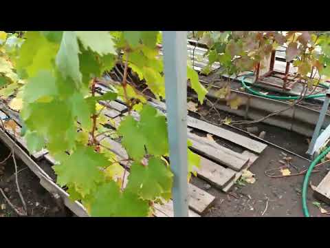 Видео: готовимся к обрезке виноградника