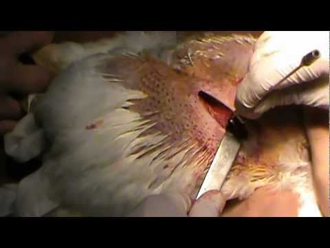 Видео: Каплунизация петуха. Docent A.D. Stepanov, ПДАТУ