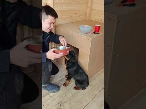 Видео: Приучение к вольеру. 