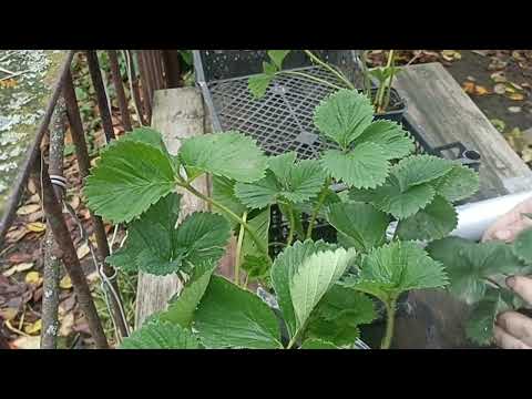 Видео: ПОЧЕМУ ВАС НЕ РАДУЕТ КЛУБНИКА? 