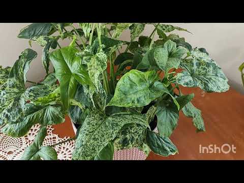 Видео: Малоуходные,эффектные комнатные растения.  Новинки,. Уход. Обрезка....