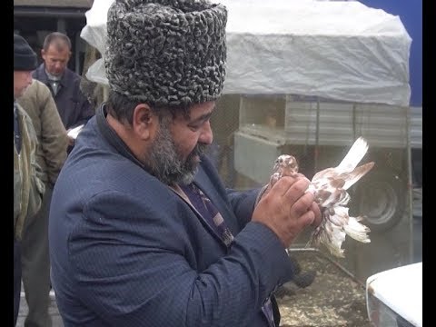 Видео: Редкие породы