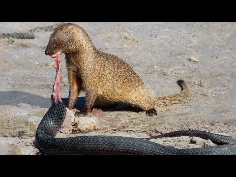 Видео: Египетский мангуст – пожирает Огромных ЗМЕЙ и дает отпор ЛЬВАМ!