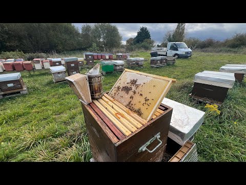 Видео: Расчески сделаны бесплатно? - Давайте посмотрим, как они справились!