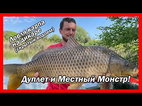 Видео: Ловля Карпа на Дикаре (2021) – Дуплет и Местный Монстр (Видео: Поклевки и Вываживание)