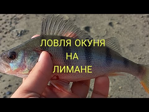 Видео: Рыбалка на окуня на спиннинг с берега осенью.