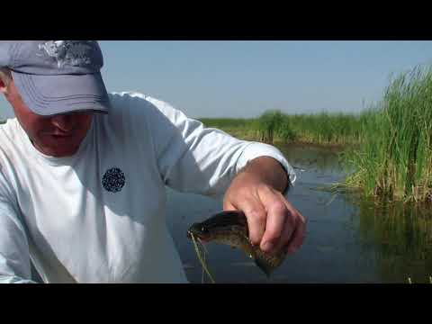 Видео: ЛОВЛЯ ЗМЕЙГОЛОВЫ НА СТАРОМ РУСЛЕ СЫРДАРЬИ.