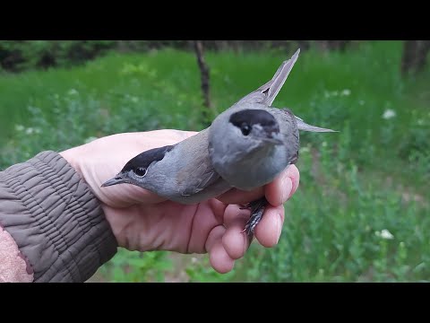 Видео: черношляпка за 4мин/ловля славки-черноголовки