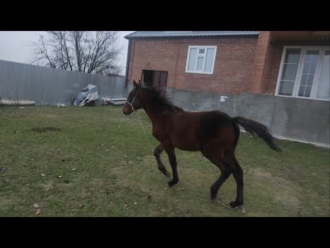 Видео: первый день работы с Кабылкой. с Чего начинать работу Жеребенком.