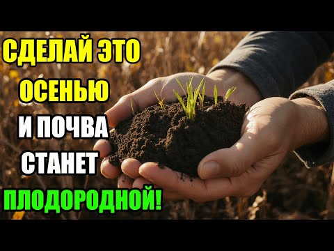 Видео: Как улучшить почву осенью? Ошибки садоводов