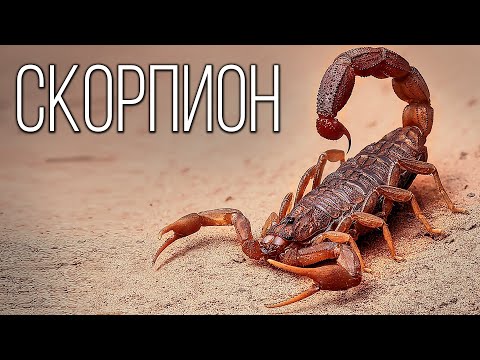 Видео: Скорпионы: Древние Воины Пустыни | Интересные факты про скорпионов