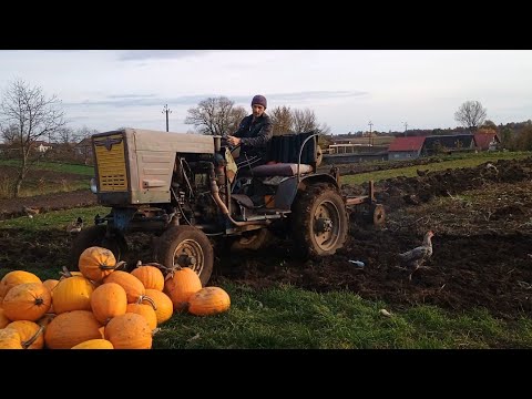 Видео: Оранка гною саморобним трактором 🔥. Косяки трактора. Закінчилось поле для часнику.