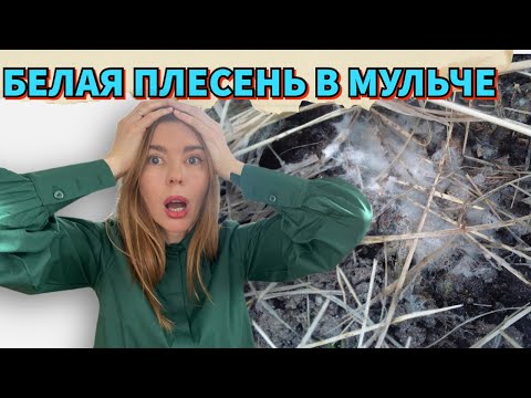 Видео: ☢️МУЛЬЧИРОВАНИЕ ТРАВОЙ ОПАСНО? ЭТО СЕННАЯ ПАЛОЧКА ИЛИ ПЛЕСЕНЬ?