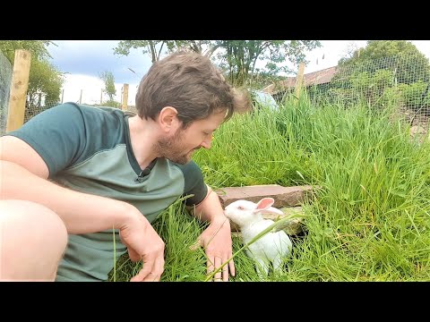 Видео: Создание подземного кроличьего логова